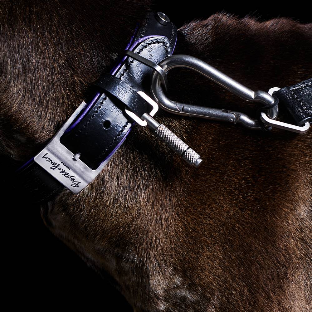 DOG LEAD / CROSS / BLACK / PURPLE